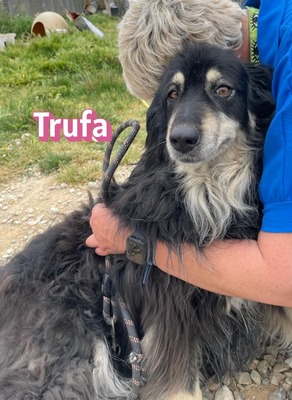 Trufa, Mischling - Hündin