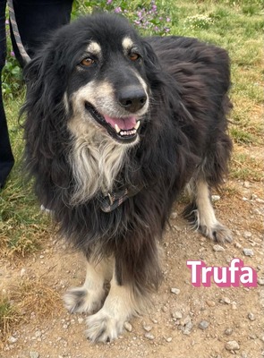 Trufa, Mischling - Hündin