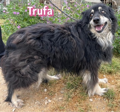Trufa, Mischling - Hündin