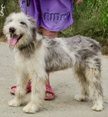 Trufa, Perro de Aqua - Mix - Hündin