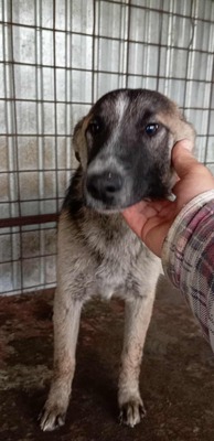 Tshino – der mit dem weißen "Blitz" im Gesicht