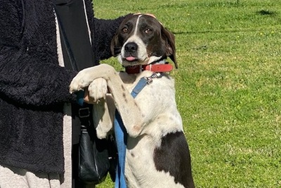 Tsiko - Genügsamer Herzenshund, ca. 8 Jahre, Mischling - Rüde