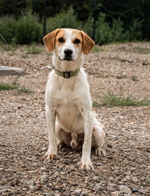 Tucker, Mischling - Rüde