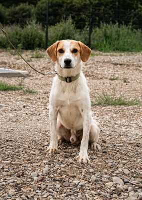 Tucker, Mischling - Rüde
