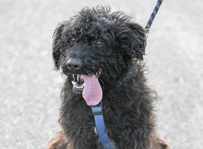 Tücsök - Hübscher Hundemann, ca. 9 Jahre/50cm/24kg, Mischling - Rüde