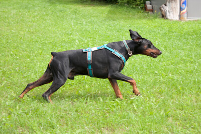 Tulio, Dobermann - Rüde