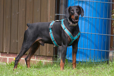 Tulio, Dobermann - Rüde