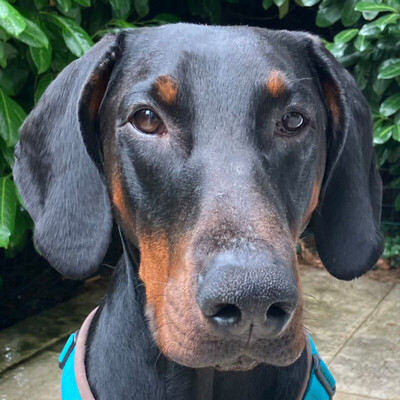 Tulio, Dobermann - Rüde