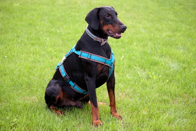 Tulio, Dobermann - Rüde