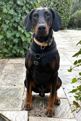 Tulio mit Video, Dobermann - Rüde
