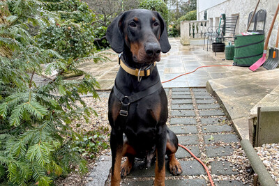 Tulio mit Video, Dobermann - Rüde