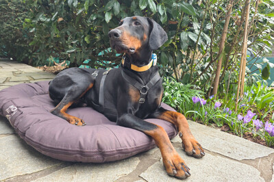 Tulio mit Video, Dobermann - Rüde