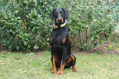 Tulio mit Video, Dobermann - Rüde