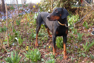 Tulio mit Video, Dobermann - Rüde