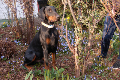 Tulio mit Video, Dobermann - Rüde