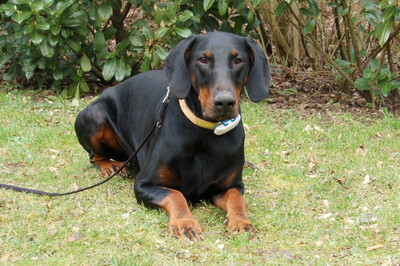 Tulio mit Video, Dobermann - Rüde