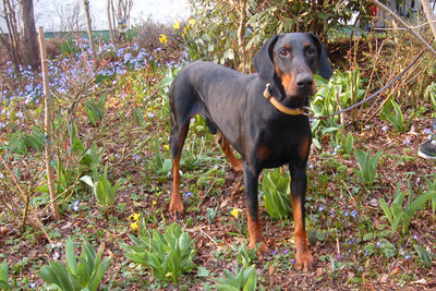 Tulio mit Video, Dobermann - Rüde