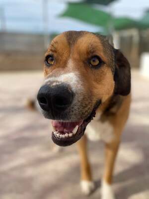 Tuna, Mischling - Hündin