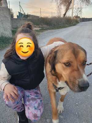 Tuna, Mischling - Hündin