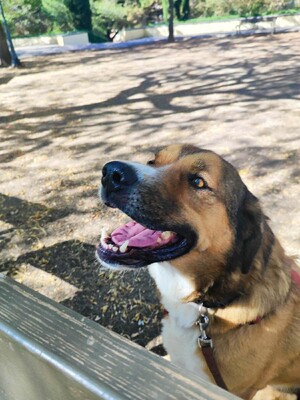 Tuna, Mischling - Hündin