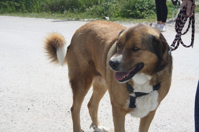 Tuna, Mischling - Hündin