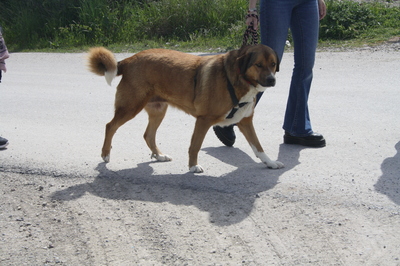 Tuna, Mischling - Hündin