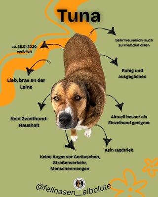 Tuna, Mischling - Hündin