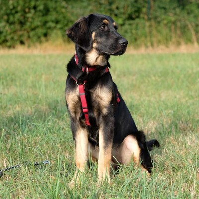 Tundra, Leonberger Welpen - Hündin 1