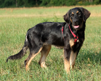 Tundra, Leonberger Welpen - Hündin