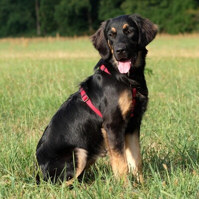 Tundra, Leonberger Welpen - Hündin