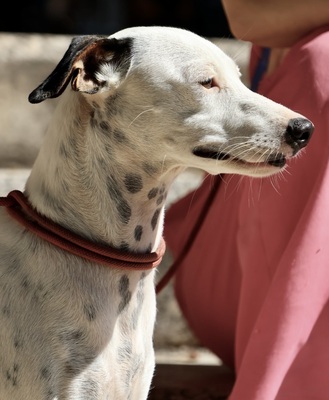 Turquesa, Bodeguero Andaluz - Mix - Hündin