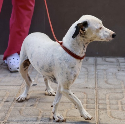 Turquesa, Bodeguero Andaluz - Mix - Hündin