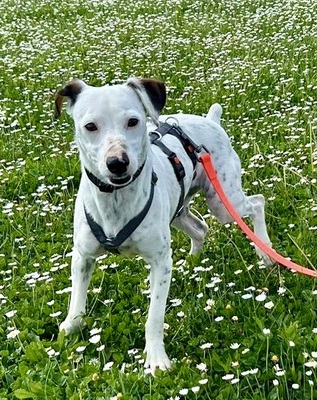 Turquesa, Bodeguero Andaluz - Mix - Hündin