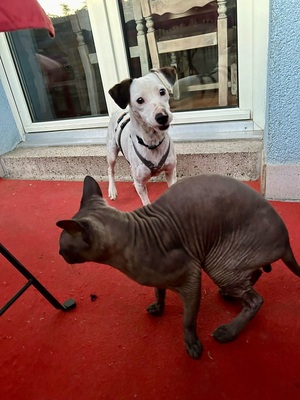 Turquesa, Bodeguero Andaluz - Mix - Hündin