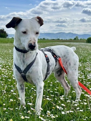 Turquesa, Bodeguero Andaluz - Mix - Hündin