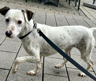 Turquesa, Bodeguero Andaluz - Mix - Hündin