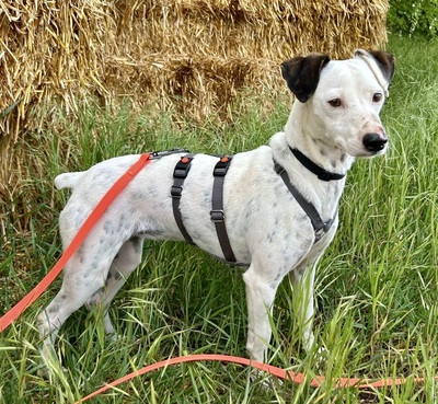 Turquesa, Bodeguero Andaluz - Mix - Hündin