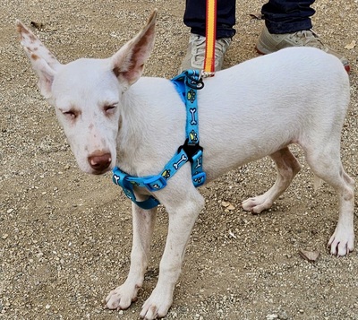 Turron, Podenco Andaluz - Mix - Rüde