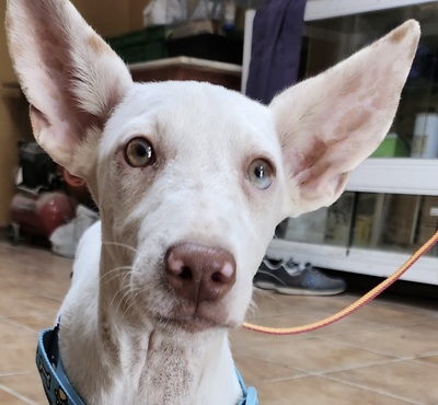 Turron, Podenco Andaluz - Mix Welpen - Rüde