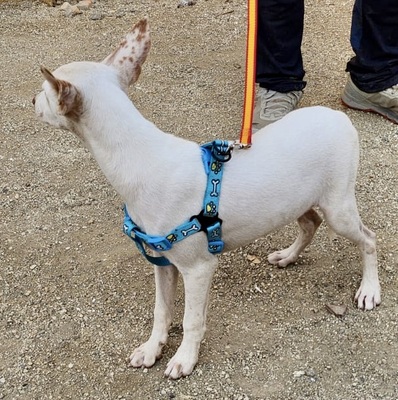Turron, Podenco Andaluz - Mix Welpen - Rüde