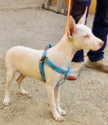 Turron, Podenco Andaluz - Mix Welpen - Rüde