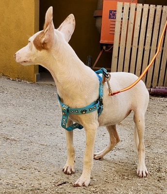 Turron, Podenco Andaluz - Mix Welpen - Rüde