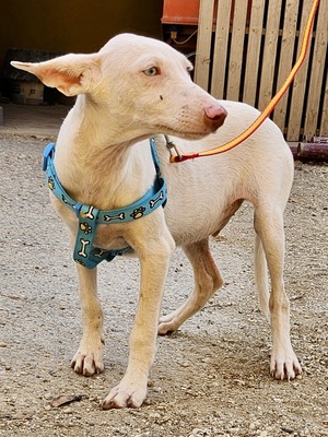 Turron, Podenco Andaluz - Mix Welpen - Rüde