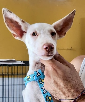 Turron, Podenco Andaluz - Mix Welpen - Rüde