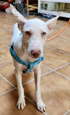 Turron, Podenco Andaluz - Mix Welpen - Rüde