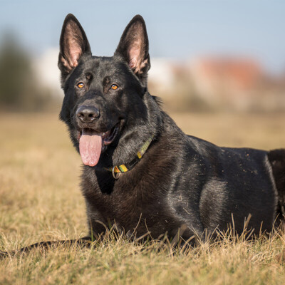 Twiggers, Deutscher Schäferhund-Mix - Rüde