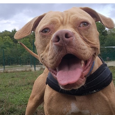 Twist junge Engl. Bulldoggen Mix Rüde sucht sein Zuhause