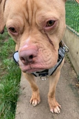 Twist junge Engl. Bulldoggen Mix Rüde sucht sein Zuhause, Engl. Bulldogge - Rüde