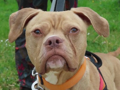 Twist junge Englischer Bulldoggen Mix Rüde sucht geduldiges Zuhause