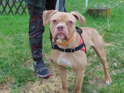 Twist junge Englischer Bulldoggen Mix Rüde sucht geduldiges Zuhause, Engl. Bulldogge - Rüde